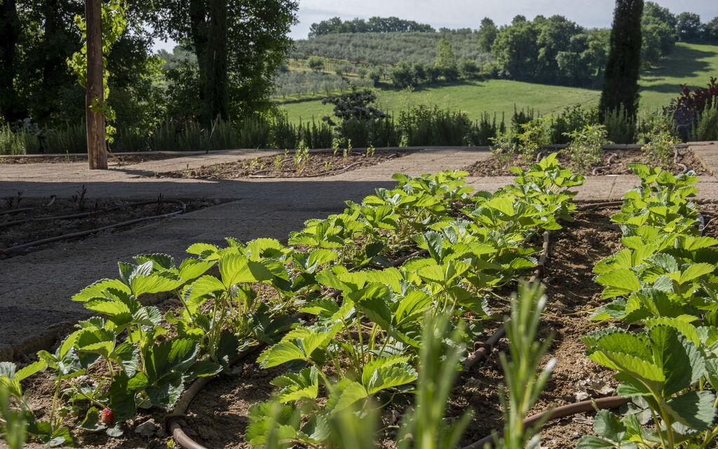 Villa Dahlia: Garden